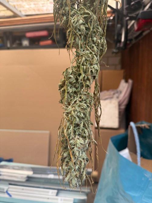 Auto Super Skunk - Outdoor. Week 10