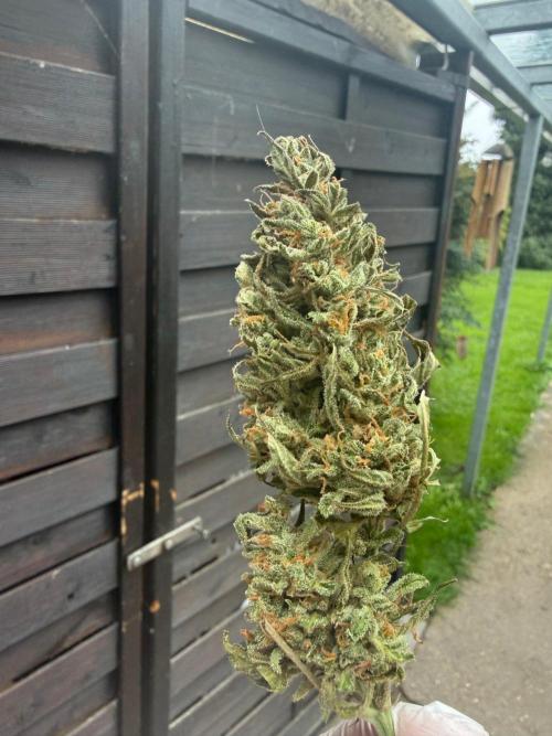 Auto Super Skunk - Outdoor. Week 10