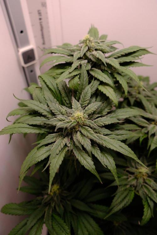 Golosa - Contest Grow - Delicious Seeds. Week 8