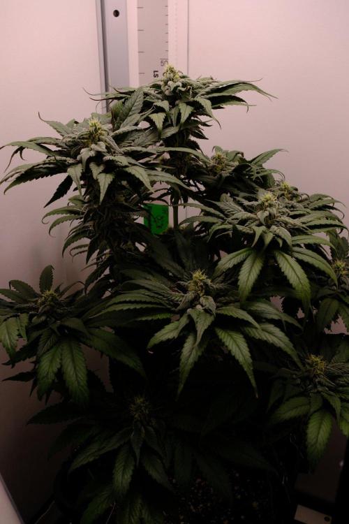 Golosa - Contest Grow - Delicious Seeds. Week 8