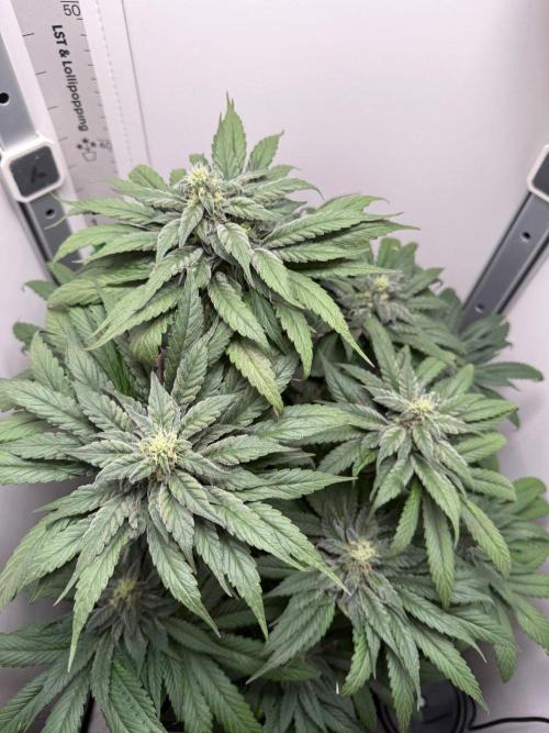 Golosa - Contest Grow - Delicious Seeds. Week 8