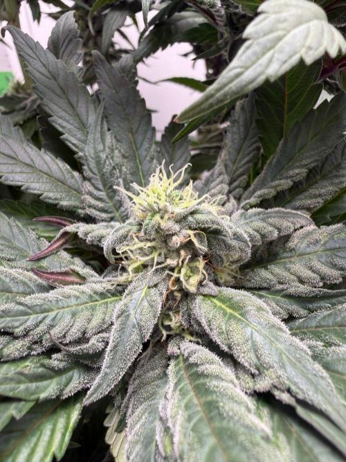 Golosa - Contest Grow - Delicious Seeds. Week 8