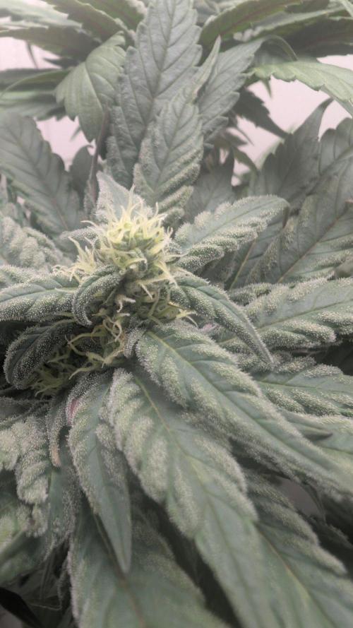 Golosa - Contest Grow - Delicious Seeds. Week 8