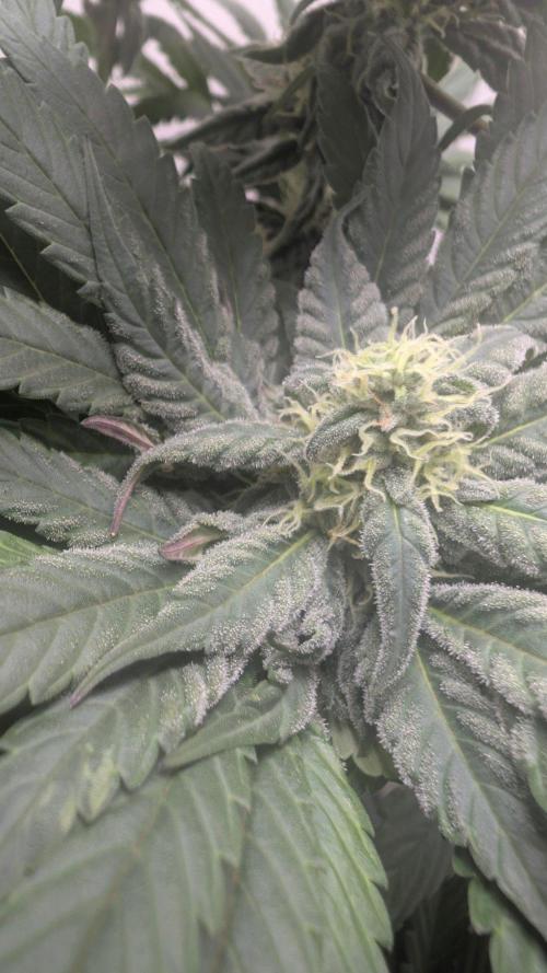 Golosa - Contest Grow - Delicious Seeds. Week 8