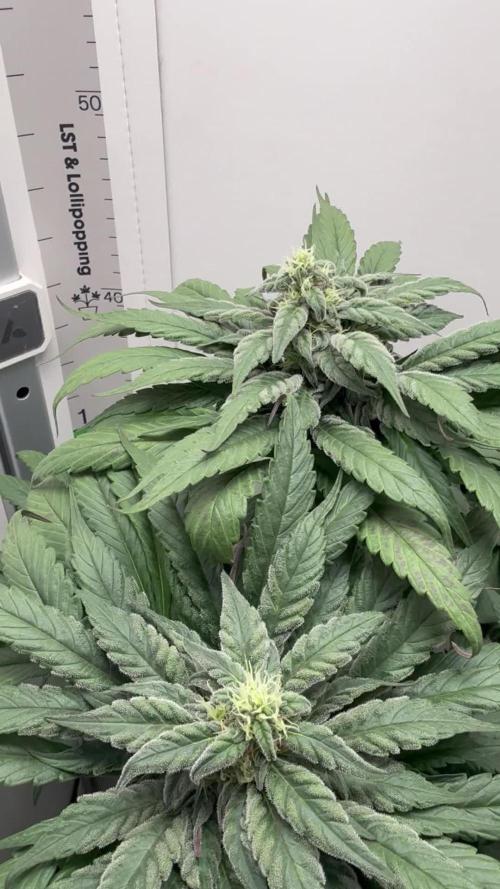 Golosa - Contest Grow - Delicious Seeds