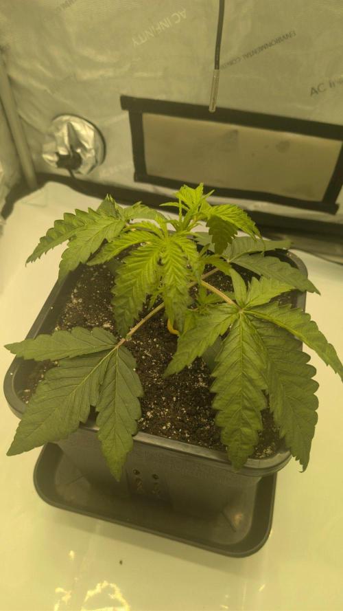 Papaya Sour Spritz - Green House Seeds. Week 2