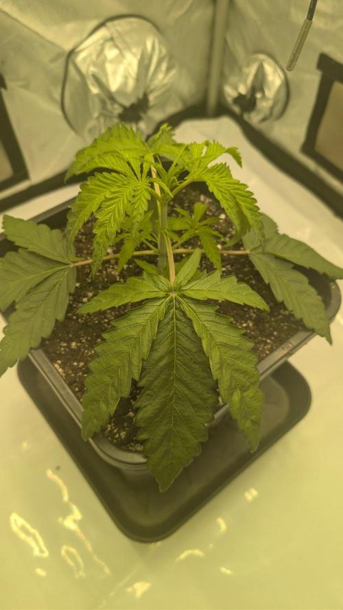 Papaya Sour Spritz - Green House Seeds. Week 2