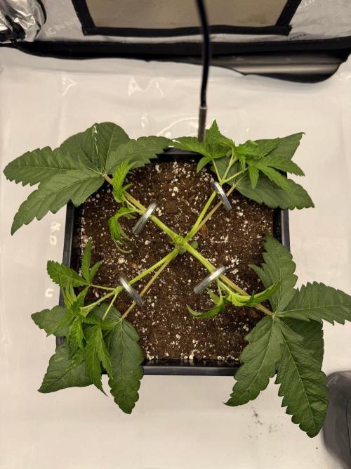 Papaya Sour Spritz - Green House Seeds. Week 2