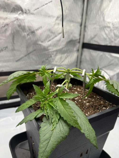 Papaya Sour Spritz - Green House Seeds. Week 2