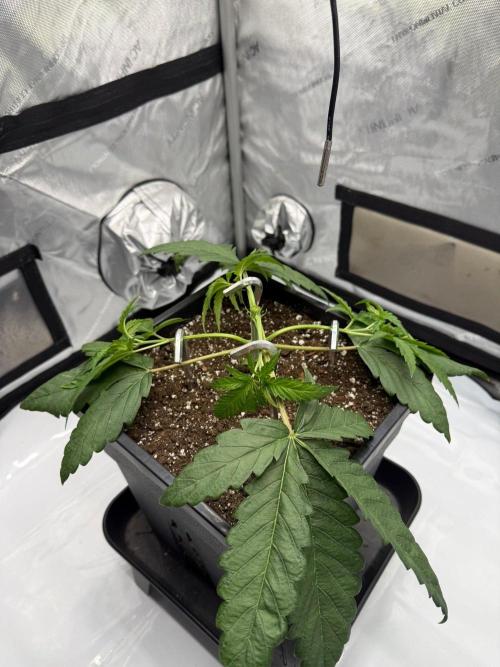 Papaya Sour Spritz - Green House Seeds. Week 2
