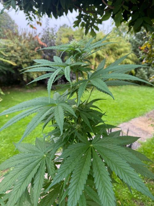 Sunset Sherbet - Living Soil Kompost. Week 8