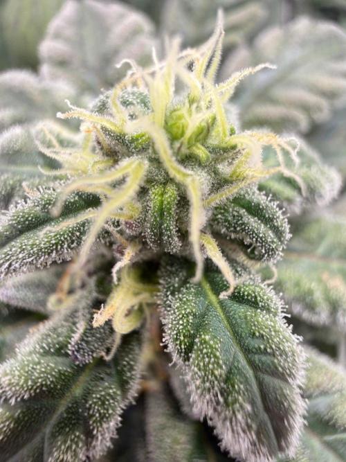 Golosa - Contest Grow - Delicious Seeds. Week 9