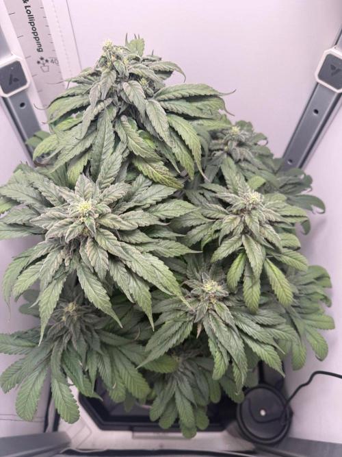 Golosa - Contest Grow - Delicious Seeds. Week 9