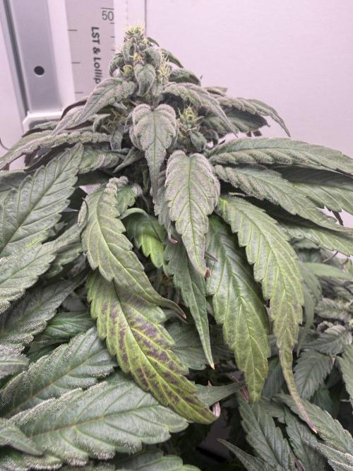 Golosa - Contest Grow - Delicious Seeds. Week 9