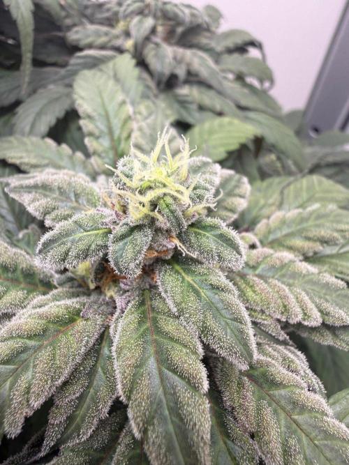 Golosa - Contest Grow - Delicious Seeds. Week 9