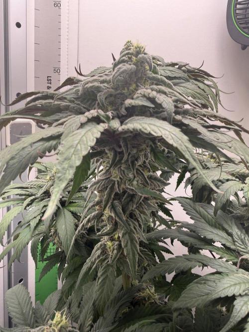 Golosa - Contest Grow - Delicious Seeds. Week 9