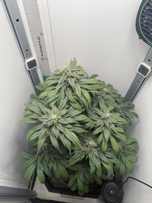 Golosa - Contest Grow - Delicious Seeds. Week 9