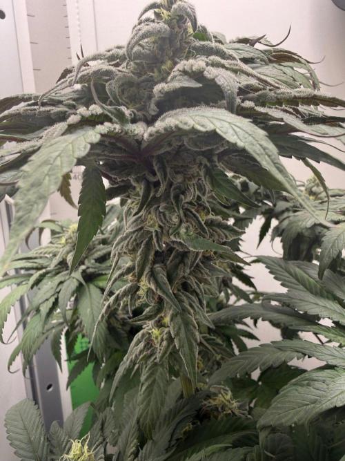 Golosa - Contest Grow - Delicious Seeds. Week 9