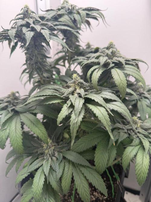 Golosa - Contest Grow - Delicious Seeds. Week 9
