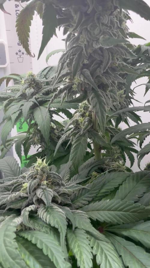 Golosa - Contest Grow - Delicious Seeds