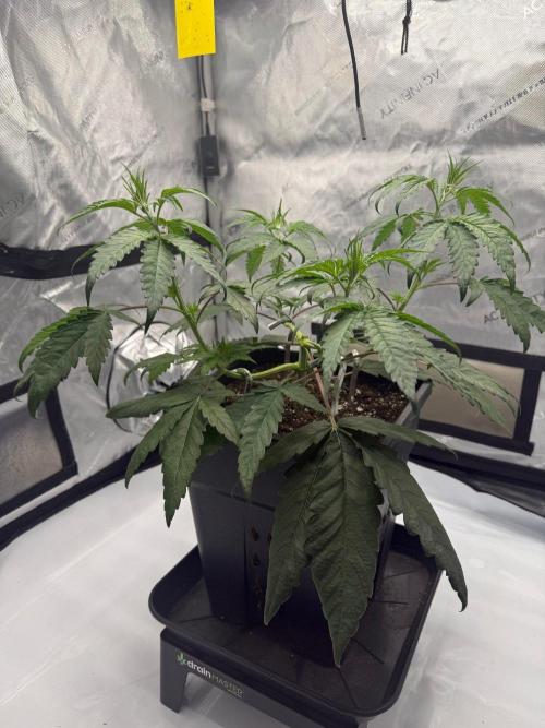 Papaya Sour Spritz - Green House Seeds. Week 3