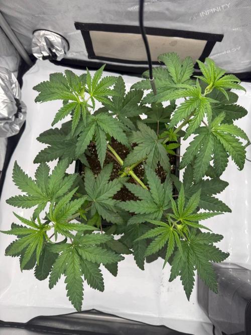 Papaya Sour Spritz - Green House Seeds. Week 3