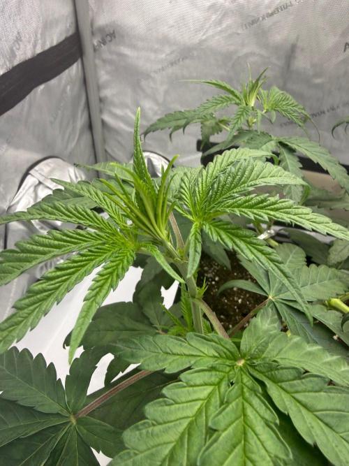 Papaya Sour Spritz - Green House Seeds. Week 3
