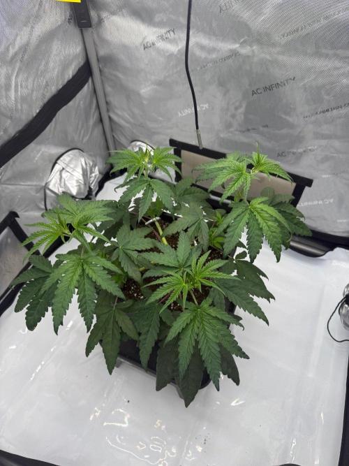 Papaya Sour Spritz - Green House Seeds. Week 3