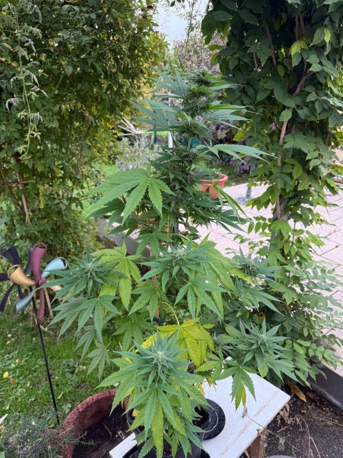 Sunset Sherbet - Living Soil Kompost. Week 9