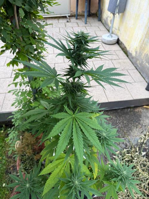 Sunset Sherbet - Living Soil Kompost. Week 9