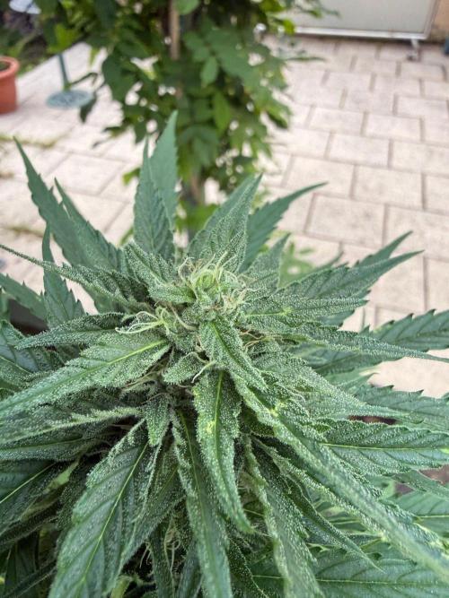 Sunset Sherbet - Living Soil Kompost. Week 9