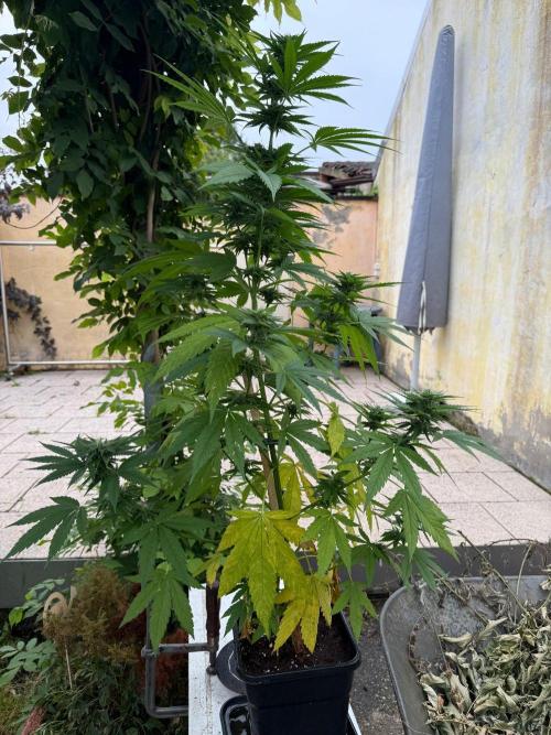 Sunset Sherbet - Living Soil Kompost. Week 9
