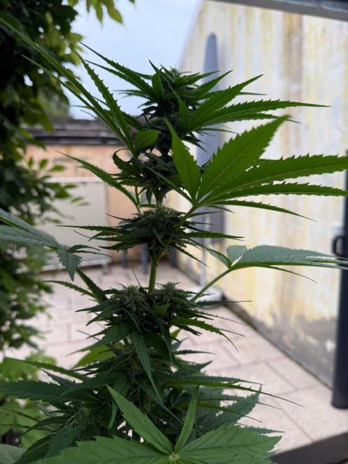 Sunset Sherbet - Living Soil Kompost. Week 9