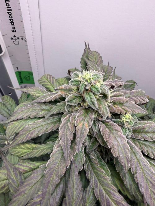 Golosa - Contest Grow - Delicious Seeds. Week 10