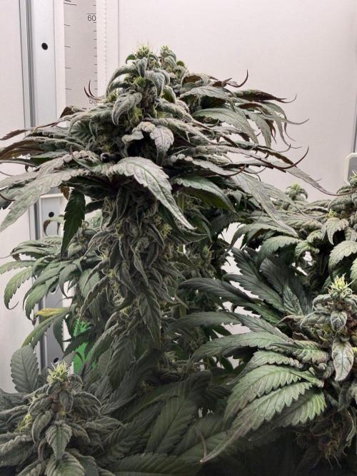 Golosa - Contest Grow - Delicious Seeds. Week 10