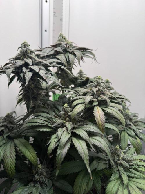 Golosa - Contest Grow - Delicious Seeds. Week 10