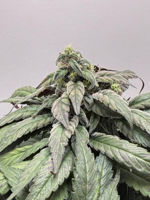 Golosa - Contest Grow - Delicious Seeds. Week 10