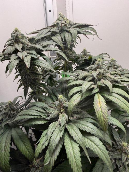 Golosa - Contest Grow - Delicious Seeds. Week 10