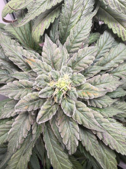 Golosa - Contest Grow - Delicious Seeds. Week 10