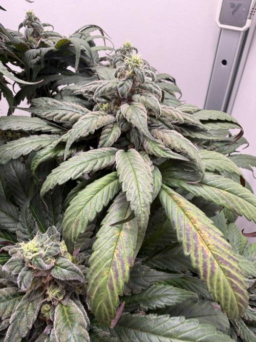 Golosa - Contest Grow - Delicious Seeds. Week 10