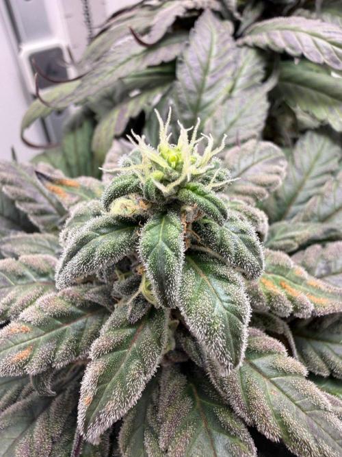 Golosa - Contest Grow - Delicious Seeds. Week 10