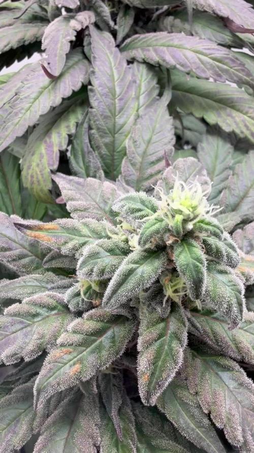 Golosa - Contest Grow - Delicious Seeds