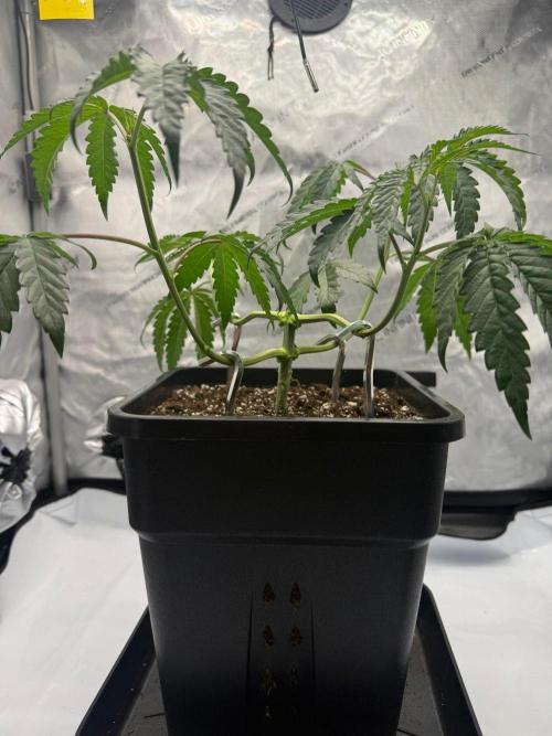 Papaya Sour Spritz - Green House Seeds. Week 4