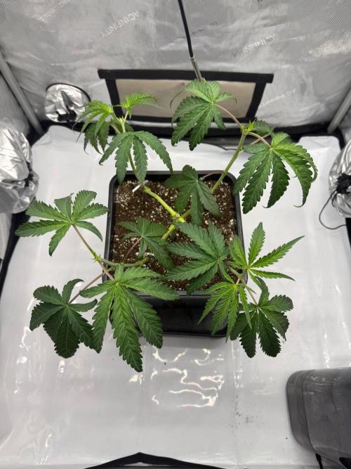 Papaya Sour Spritz - Green House Seeds. Week 4