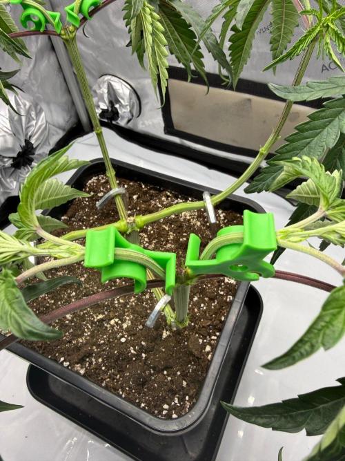 Papaya Sour Spritz - Green House Seeds. Week 4