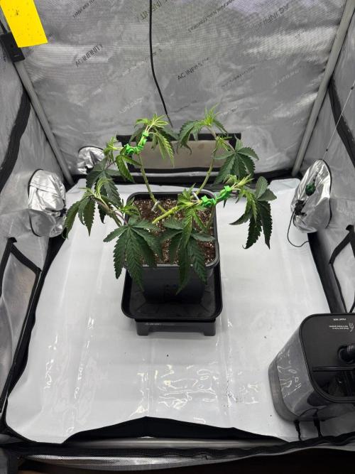 Papaya Sour Spritz - Green House Seeds. Week 4