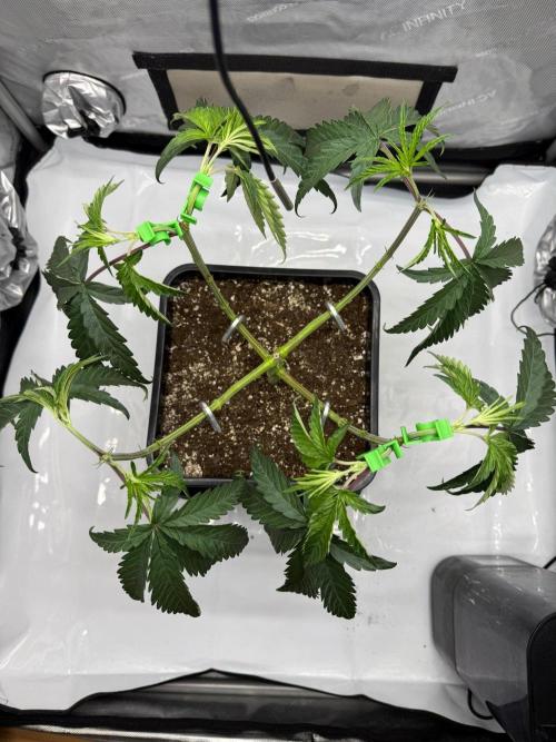 Papaya Sour Spritz - Green House Seeds. Week 4