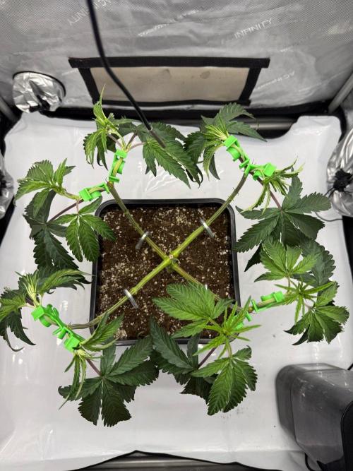 Papaya Sour Spritz - Green House Seeds. Week 4