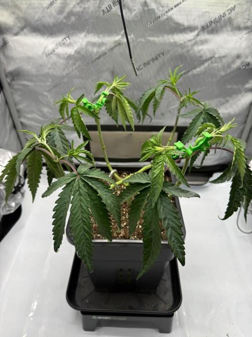Papaya Sour Spritz - Green House Seeds. Week 4