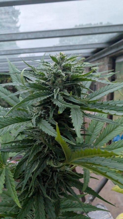 Sunset Sherbet - Living Soil Kompost. Week 10